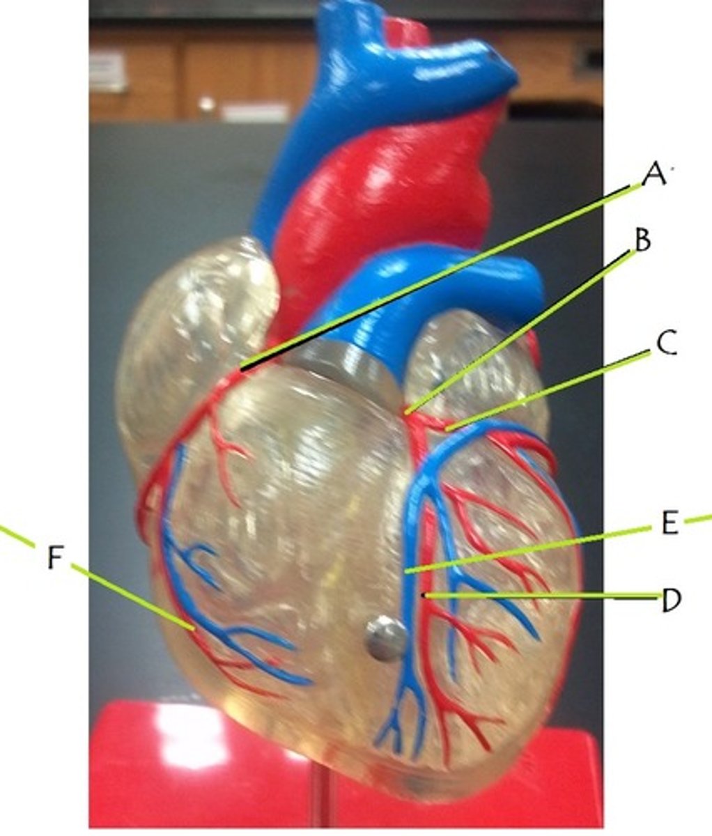 <p>E</p>