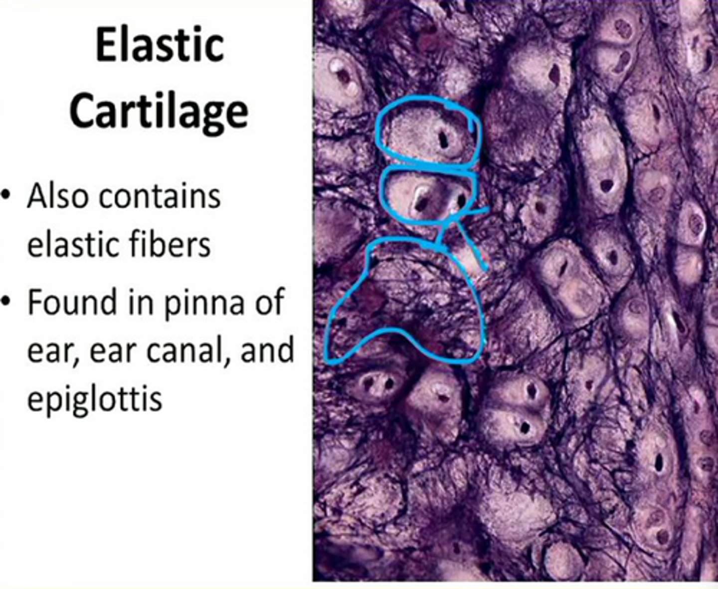 <p>external ear, epiglottis</p>