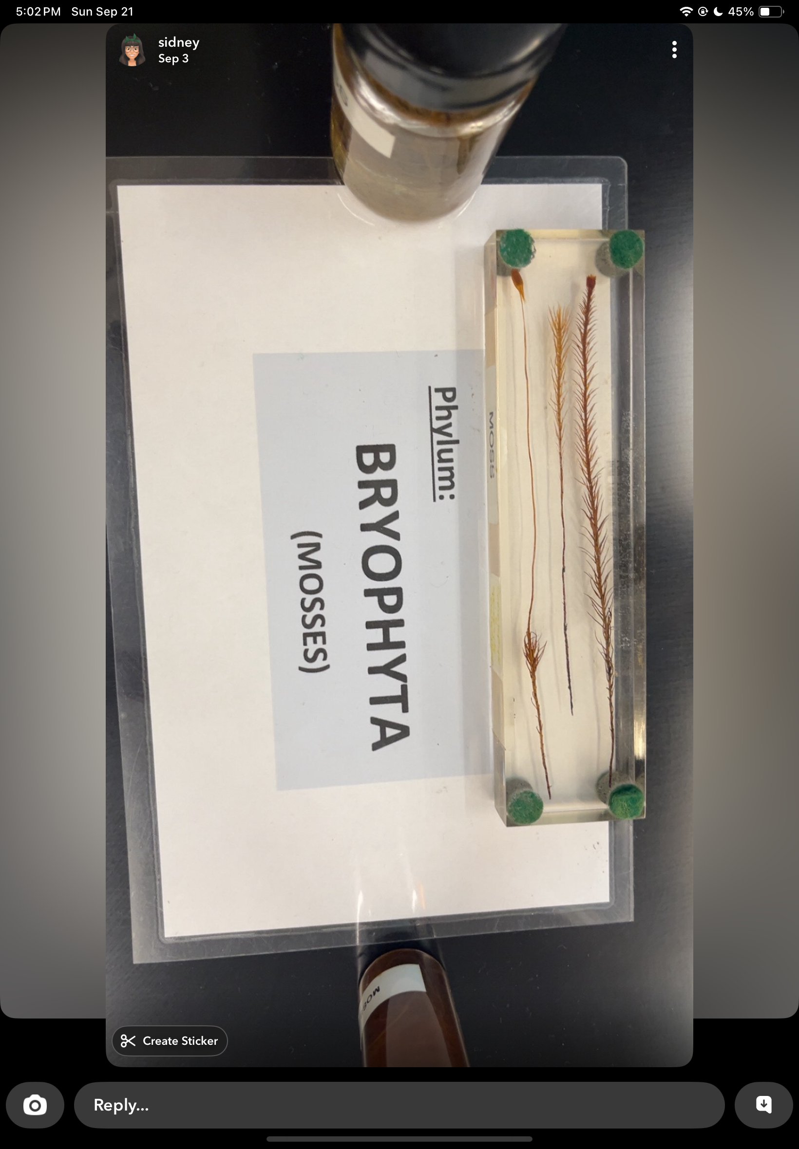 <p>Bryophyta-moss</p>