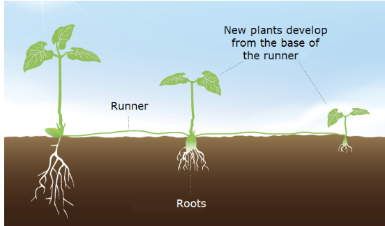 <p>what is stolons or runners and an example</p>