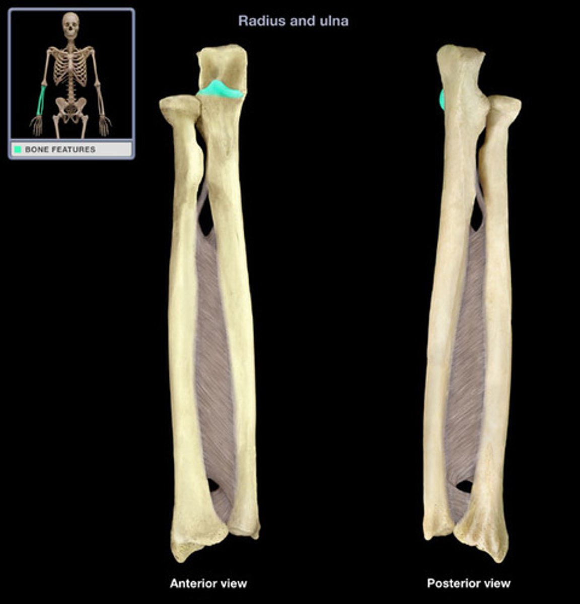 <p>- allows flex at elbow</p><p>- located on the proximal end of the ulna</p><p>- smaller than and distal to the olecranon process</p>