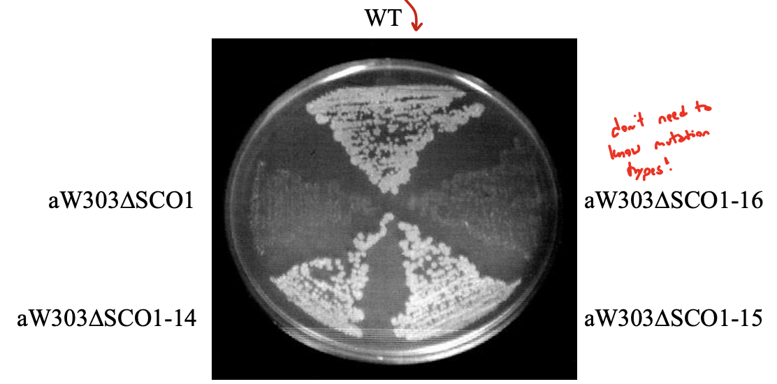 <p>since yeast is a facultative anaerobe, it can generate ATP from glucose in the absence of oxygen or in the presence of a mitochondrial defect. so, strains that have these defects grow almost normally on glucose medium but fail to grow on ethanol or glycerol because these media contain non-fermentable carbon sources.</p>