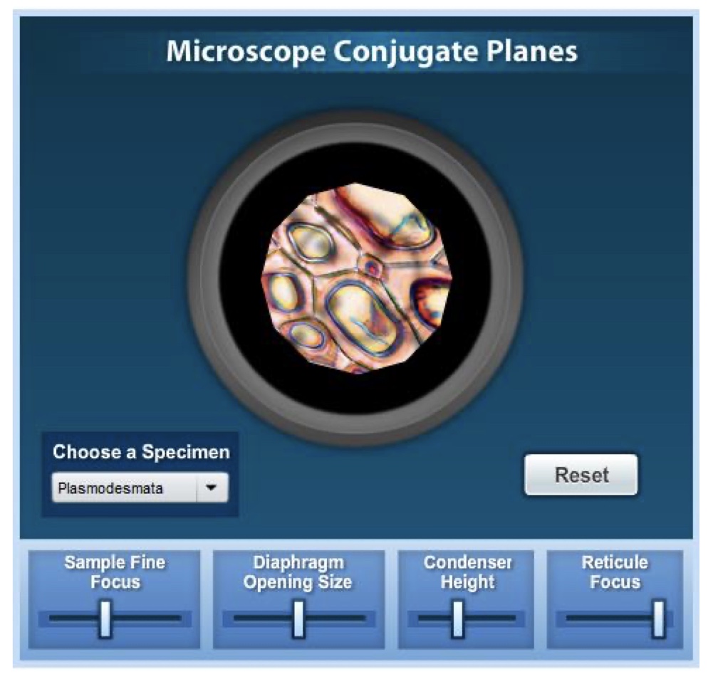 <p>four conjugate planes can be brought simultaneously into focus: the field diaphragm, the specimen plane, the intermediate image plane (where the reticule is positioned), and the human eye.</p><p>The condenser moves up and down to bring the edge into focus. </p>