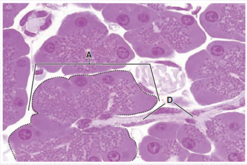 <p>Identify the gland (mocus or serous secreting /simple or compound)</p>