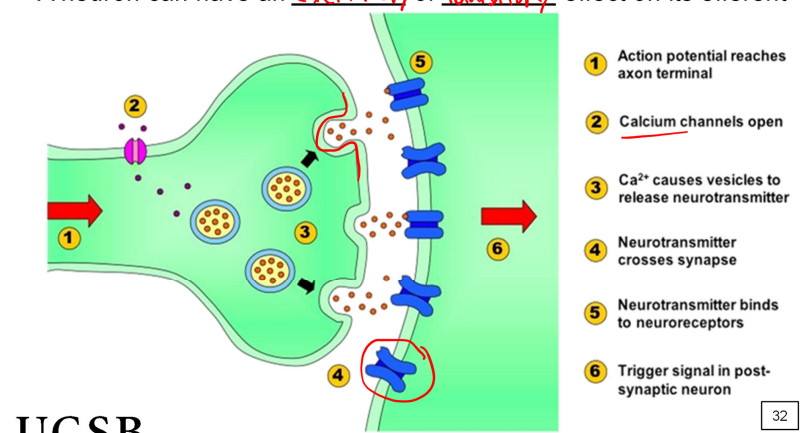 <p>a spike arrives at the synapse leading to neurotransmitter release → excitatory or inhibitory effect on efferent</p>