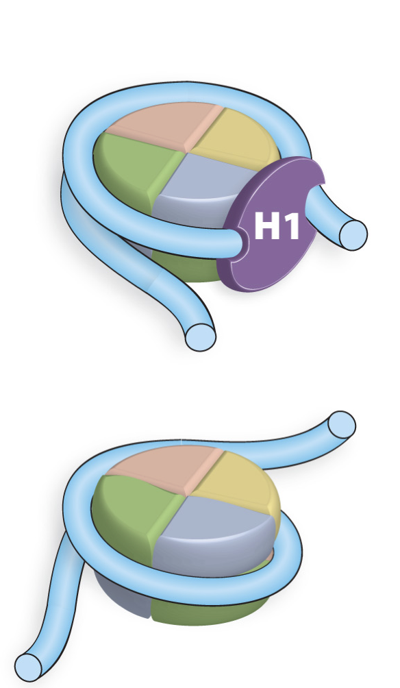 <p>Linker Histone that has two DNA binding domains. H1 alters DNA entry by having enter and exit angles. This results in a 35-40 fold reduction in DNA length </p>