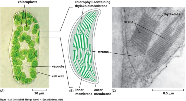 * Organelle where photosynthetic reactions occur.
* Chlorophyll.
  * Gives plants their green color.
  * Captures light to drive photosynthesis.
* Stoma vs. grana (thylakoid membranes).
  * The stroma is the internal matrix of chlorophyll.
  * The inner membrane is called the thylakoid, which is arranged in stacks called grana.