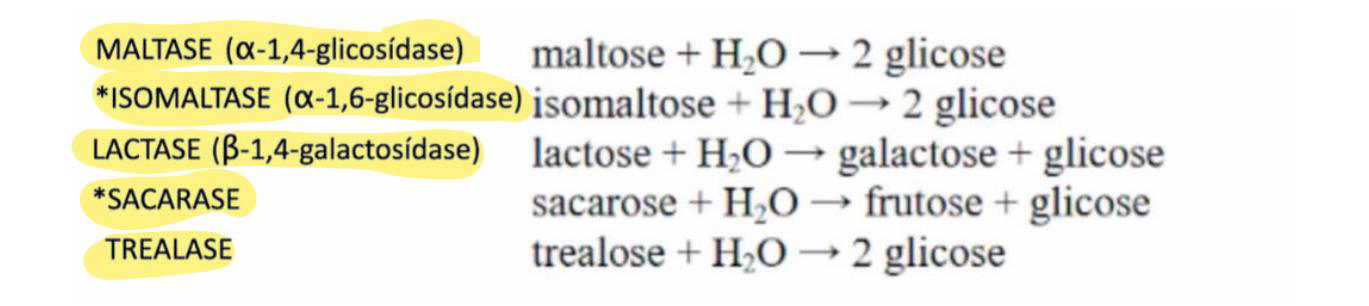 <p>Enzimas presentes na bordadura em escova dos enterócitos, que quebram as ligações que não foram quebradas pelas amilases</p><p>São: maltose, isomaltose, lactose, sacarose, trealose</p>