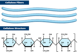 <p>Polysaccharide</p><ul><li><p>plants cell wall</p></li><li><p>B glucose</p></li><li><p>1-4 Bonds</p></li><li><p>flips itself to form glycosidic bonds- allows hydrogen bonds for form between strands</p><ul><li><p>forms microfibrils with tensile strength</p></li></ul></li></ul><p></p>