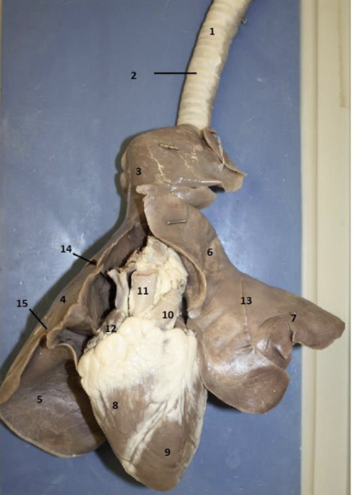 <p>Name 3 and 6</p>