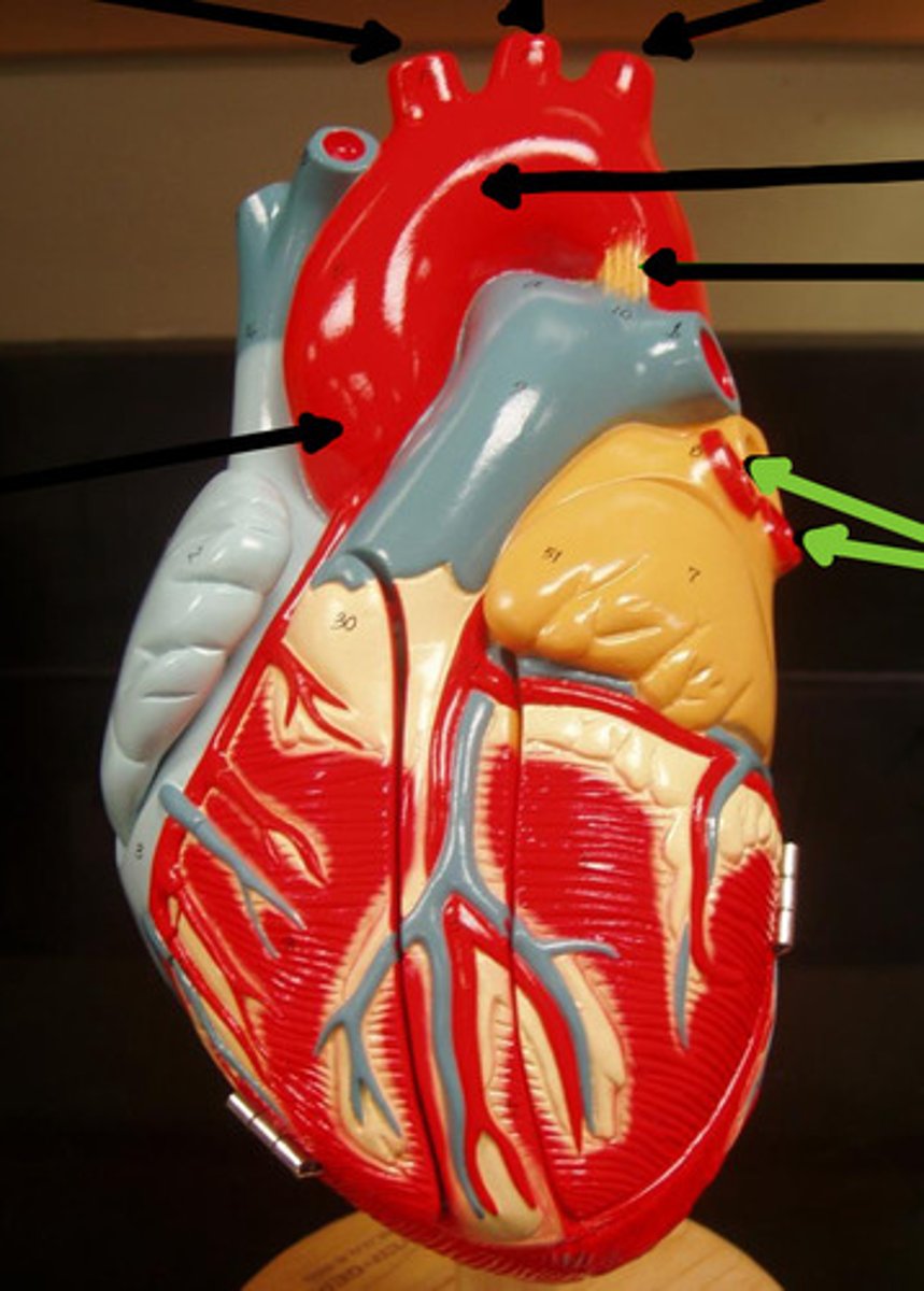 <p>Name the structure and function</p>