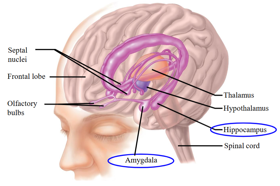 <ul><li><p>A ring of forebrain structures surrounding the brainstem, interconnected by complex neural pathways.</p></li><li><p>Involved in learning, emotion, sex, appetite (visceral), and endocrine integration.</p></li><li><p>Regulates behavioral and emotional responses, especially survival behaviors like feeding, reproduction, caring for young, and fight-or-flight.</p></li><li><p>Includes the thalamus, hypothalamus, basal ganglia, cingulate gyrus, hippocampus, and amygdala.</p></li></ul><p></p>