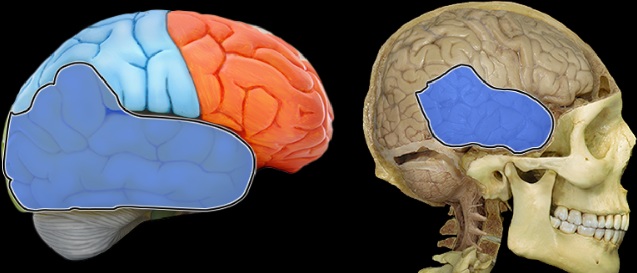 <p>Location:</p><ul><li><p>Lateral and inferior portion of each cerebral hemisphere</p></li><li><p>Inferior to lateral sulcus</p></li></ul><p>Description:</p><ul><li><p>Lateral surface has three parallel gyri</p></li></ul><p>Function:</p><ul><li><p>Primary hearing and smell areas</p></li><li><p>Memory</p></li><li><p>Speech perception and recognition (i.e., Wernicke's area - usually in left hemisphere)</p></li></ul><p>Comment:</p><ul><li><p>Named for overlying bone</p></li></ul><p></p>