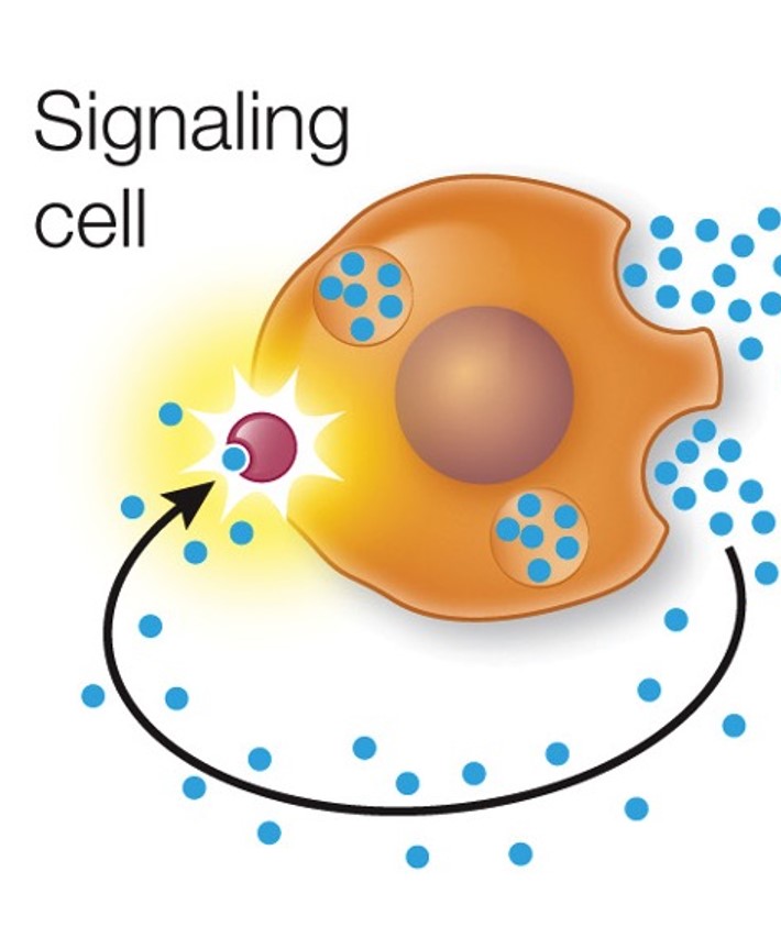 <p>cell signal itself</p>