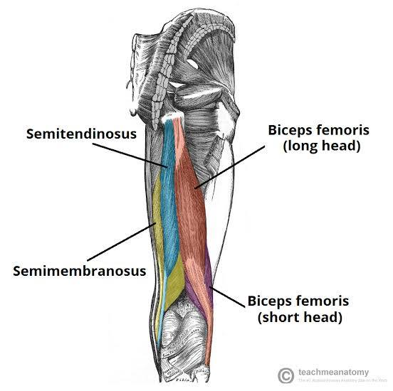 <p>part of hamstring group</p>