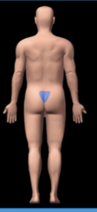 <p>sacral</p>