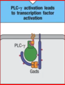 <p>LAT, PLC-y, transcription </p>