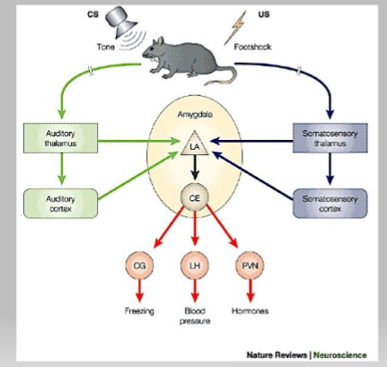 <p><span style="color: #ffffff">• Innate reflex (conditioned response, CR) is modified by associating the normal trigger  stimulus (unconditioned stimulus, US) with an unrelated stimulus (conditioned stimulus)</span></p><p><span style="color: #ffffff">• An neutral auditory tone (CS) is paired with a shock (US) </span></p><p><span style="color: #ffffff">• The experience of the shock is relayed by the somatosensory system as “pain”- negative reinforcement</span><span style="color: #ffffff"><br></span><span style="color: #ffffff">• This association is “learned” by a strengthening of the auditory inputs through LTP</span><span style="color: #ffffff"><br></span><span style="color: #ffffff">• This leads to better activation of amygdala circuits by the tone</span><span style="color: #ffffff"><br></span><span style="color: #ffffff">• Enhances survival responses- freezing, changes in blood pressure etc.</span></p>