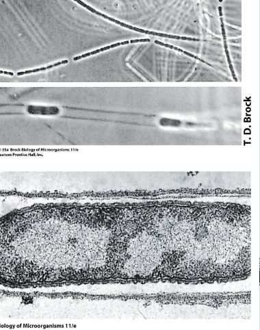 <p>They <strong>grow in long sheaths</strong> which they <strong>can leave under unfavorable conditions to disperse.</strong></p>