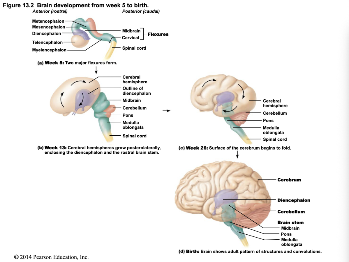 <p>Thalamus: sensory relay</p><p>Hypothalamus: homeostasis and endocrine regulation</p><p>Epithalamus: contains pineal gland (melatonin production and circadian rhythms)</p>