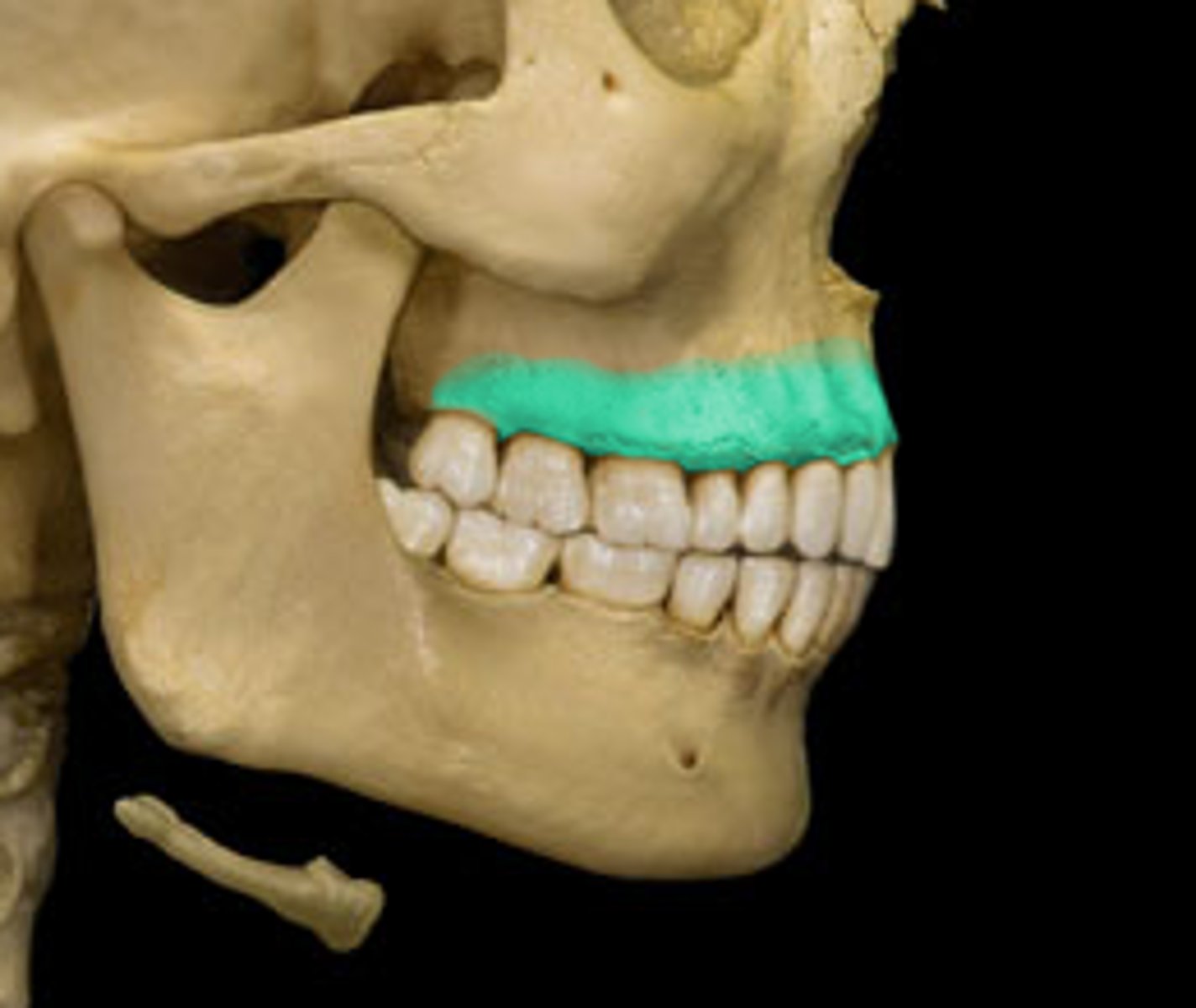 <p>depression</p><p>any upper teeth sockets</p>