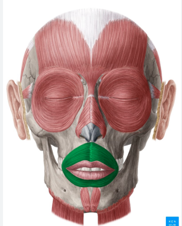 <p>Origin: Nasal septum, maxilla, and mandible Insertion: Fascia and lip muscle</p><p>Action: Closes lips and causes 'pursing'</p>
