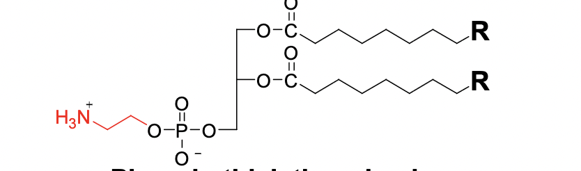 <p>What is this Phosphatidate structure</p>