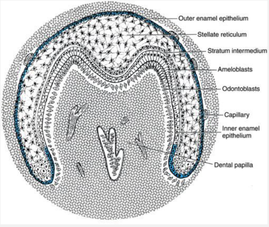 <p><strong><span style="font-family: Times New Roman, serif">The enamel organ forms a bell shape while the bottom of the epithelial cap deepens. Morphodifferentiation occurs; crown assumes final 3D shape. Ameloblasts produce enamel. Odontoblasts produce dentin.</span></strong></p>