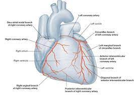 * runs anteriorly toward the apex and contains the great cardiac vein. Posteriorly, it continues along the inferior surface of the heart toward the right margin and contains the middle cardiac vein
