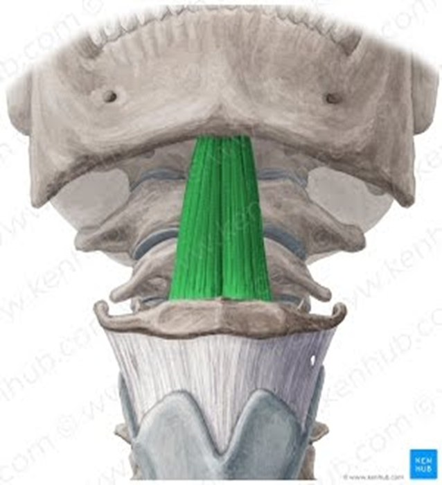 <ul><li><p>suprahyoid muscle</p></li><li><p>short, narrow muscle</p></li><li><p>connects from mandible to body of the hyoid</p></li><li><p>same function as others</p></li></ul><p></p>
