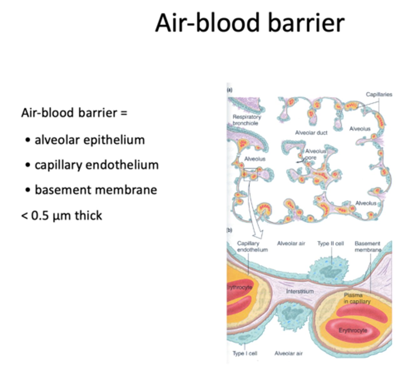 <p>- Alveolar epithelium</p><p>- Capillary endothelium</p><p>- Basement membrane/interstitium</p>