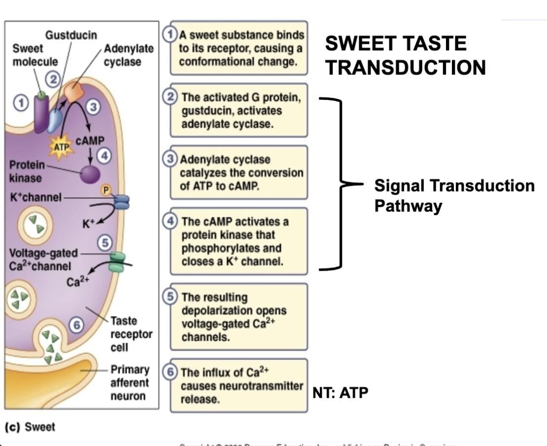 <ul><li><p> Sweet: binds to membrane receptors, G proteins activated, close K+ channels</p><ul><li><p>NT: ATP</p><p></p></li></ul></li></ul><p></p>