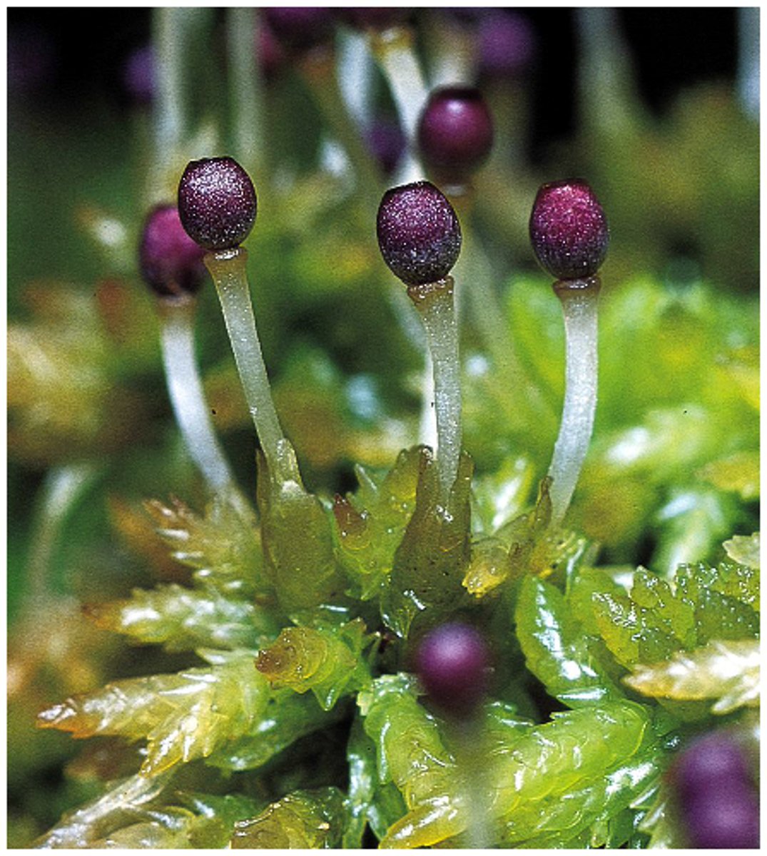 <p>Similar to Permian (290 mya) fossils</p><p>-In sphagnum bogs - very acidic</p><p>-Decays very slowly, stores CO2, compresses &amp; forms peat</p><p>-explosive spore dispersal with psuedopodium and operculum</p>