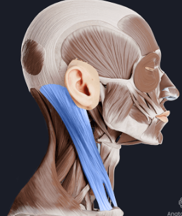 <p>origin: sternum and clavicle </p><p>insertion: temporal bone </p><p>function: rotates and flexes neck </p>