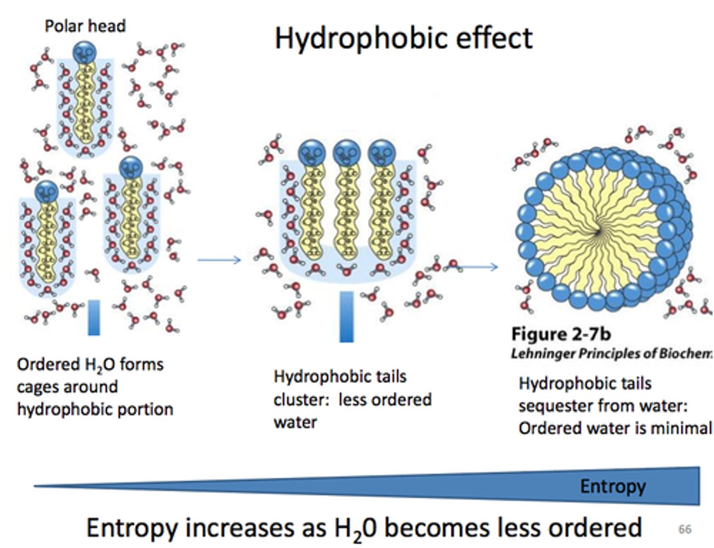 <p>powered by the hydrophobic effect (increased entropy of H2O)</p>