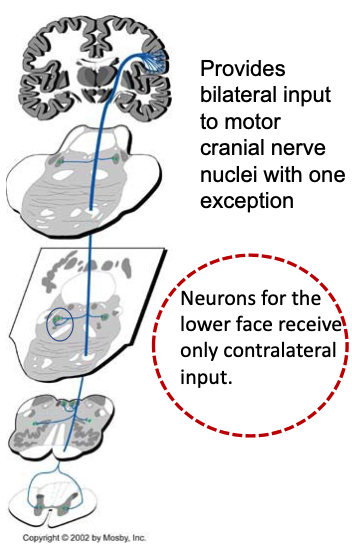 <p>bilateral</p><p>EXCEPT neurons for lower face receive only contralateral input</p>