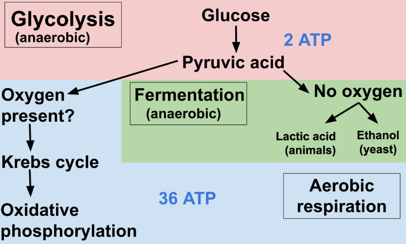 <p>With oxygen: typical cellular respiration (glycolysis→pyruvate oxidation→krebs cycle→oxidative phosphorylation)</p><p>Without oxygen: Fermentation(anaerobic), Lactic acid fermentation in animals, alcohol fermentation in yeast(glycolysis→lactic acid/alcohol fermentation)</p>