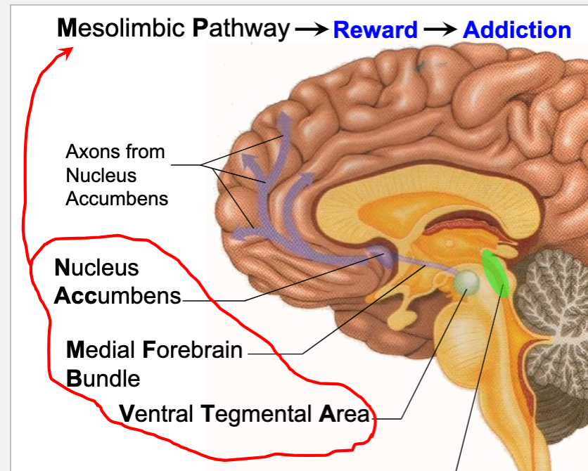 <p>pathway from ventral tegmental area to nucleus accumbens </p>