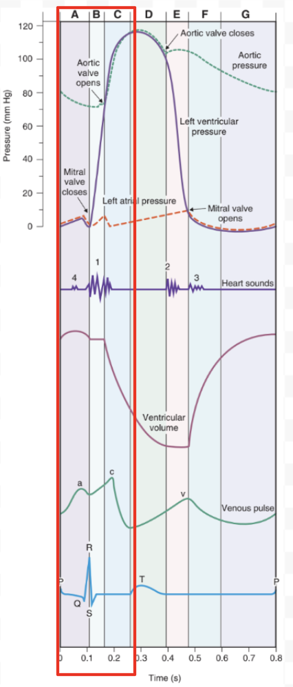 <p>Heart contraction</p><ol><li><p>Atrial Systole</p><ol><li><p>Atrial depolarization</p></li><li><p>LA contracts = Increase pressure = Mitral valve opens</p></li><li><p>Large blood flow from LA → LV = Increase LV volume</p></li></ol></li><li><p>Isovolumic Ventricular Contraction</p><ol><li><p>LV depolarization</p></li><li><p>LV contracts = Increase pressure <br>(LV pressure > LA pressure = Mitral valve closes)</p></li><li><p>Constant LV volume (closed valves)</p></li></ol></li><li><p>Rapid Ventricular Ejection</p><ol><li><p>LV continues contracting = Increase pressure <br>(LV pressure > Aortic pressure = Aortic valve opens)</p></li><li><p>Blood enters aorta = Increase aortic volume + pressure</p></li><li><p>Decrease LV volume</p></li></ol></li></ol><p></p>