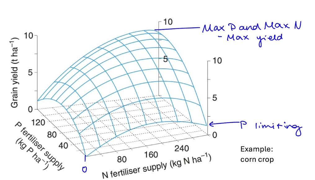 <p>how P and N fertilizers work together </p><p>max yield is when max P and max N is used</p>