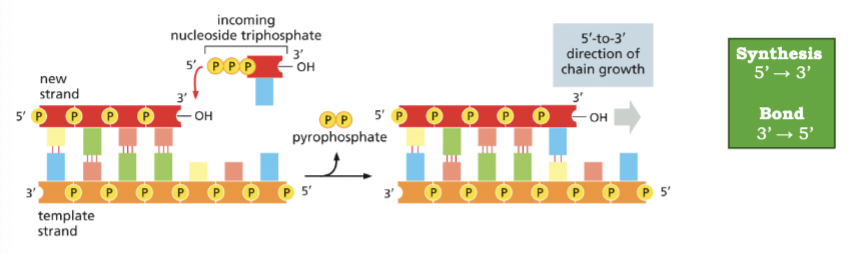 <ul><li><p>PHOSPHODIESTER BONDS ARE FORMED BETWEEN THE 3’ OH AND THE 5’ PHOSPHATE OF THE INCOMING NUCLEOTIDE</p></li><li><p>INCOMING NUCLEOTIDES ARE DEOXYRIBONUCLEOSIDE TRIPHOSPHATES, WHICH PROVIDE ENERGY FOR THE REACTION</p></li><li><p>DNA POLYMERASE IS THE CORE ENZYME IN THE REPLICATION MACHINERY</p></li></ul><p></p>