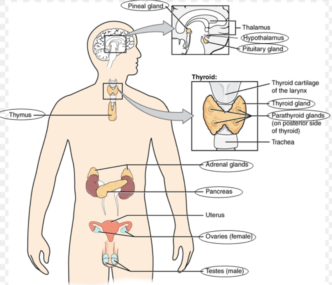 <ul><li><p>The <strong>endocrine system</strong> is a <strong>network of glands and organs</strong> that <strong>produce and release hormones into the bloodstream</strong></p></li></ul><p></p>