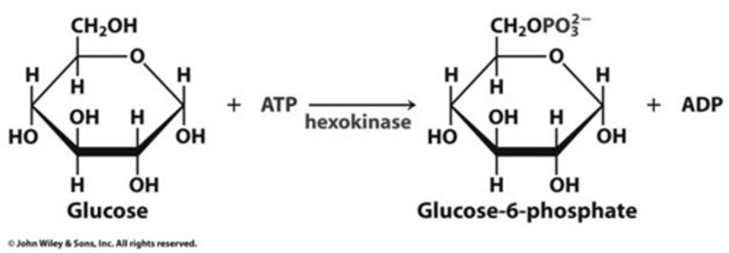 <p>hexokinase</p>