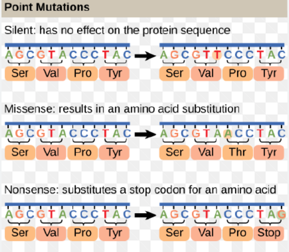 <p>Base substitutions in a coding sequence can lead to different outcomes for the resulting protein:</p><ol><li><p><strong>Silent Mutation</strong>: A base change that does not alter the amino acid sequence, often due to the degeneracy of the genetic code (e.g., replacing a codon with another that codes for the same amino acid). These typically have no effect on protein function.</p></li><li><p><strong>Missense Mutation</strong>: A base change that results in a codon specifying a different amino acid. The impact on protein function can vary from negligible to severe, depending on the biochemical properties of the new amino acid and its location in the protein.</p></li><li><p><strong>Nonsense Mutation</strong>: A base change that converts an amino acid-specifying codon into a premature <em><mark data-color="red" style="background-color: red; color: inherit;">stop codon</mark></em>. This leads to the production of a truncated, often non-functional protein.</p></li></ol><p></p>