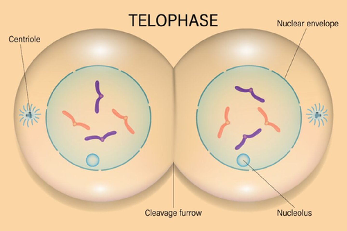 <p>1. Cleavage happens as the cell begins to split</p><p>2. Two nuclei begin to form, one for each new set of chromosomes</p>
