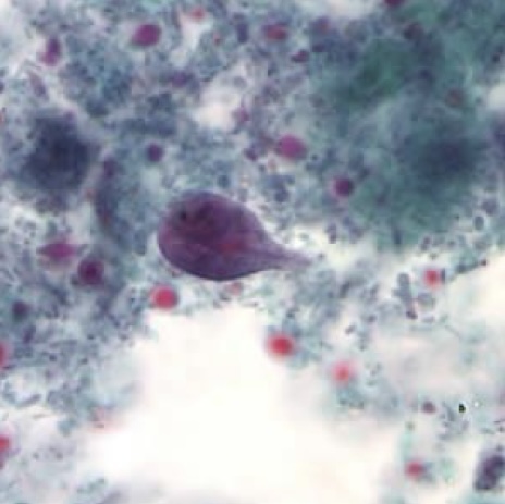<p>Identify: Protozoa</p>