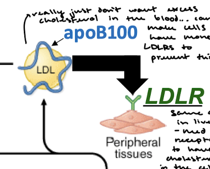 <p>Peripheral tissues have LDLRs that recognize apoB-100 and take up cholesterol via receptor-mediated endocytosis.</p>