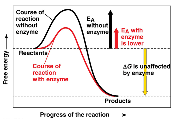 <p>process by which a catalyst selectively speeds up a reaction without itself being consumed</p><ul><li><p>enzyme lowers the activation energy (Ea) barrier enough for a reaction to occur at moderate temperatures - can’t change deltaG, only speeds up a reaction that would occur eventually anyway</p></li></ul><p></p>