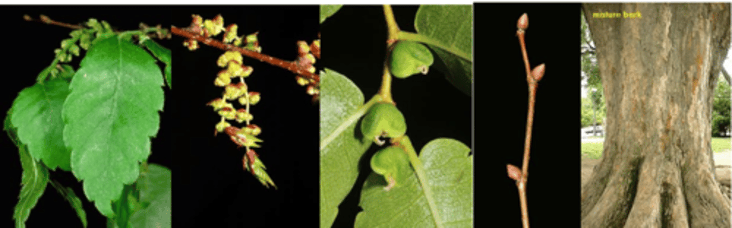 <p>Leaves: alternate, simple, ovate with an acuminate tip, 1½ - 2½” long, pinnately veined, serrate with rounded over teeth; leaves are dark green above and much paler below. </p><p>Flower: monoecious; yellow-green, not showy, occur in tight clusters along new stems; appearing before the leaves. </p><p>Fruit: a small triangular drupe, 1/6 inch long, green and later turning brown, maturing in mid to late summer. </p><p>Twig: very slender, zigzag, red-brown in color; buds are reddish brown, cone-shaped, pointed, and widely divergent. </p><p>Bark: smooth and red-brown to gray when young with numerous lenticels; remains smooth for many years but eventually exfoliates into small patches, reddish brown in color. </p><p>Form/Silvics: a small to medium size tree to 80 feet; low branching vase-shaped tree with very tight branch angles. This appearance is maintained when very young and when very old.</p>