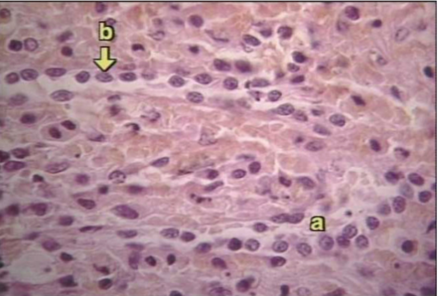 <p>What organ is this?</p>